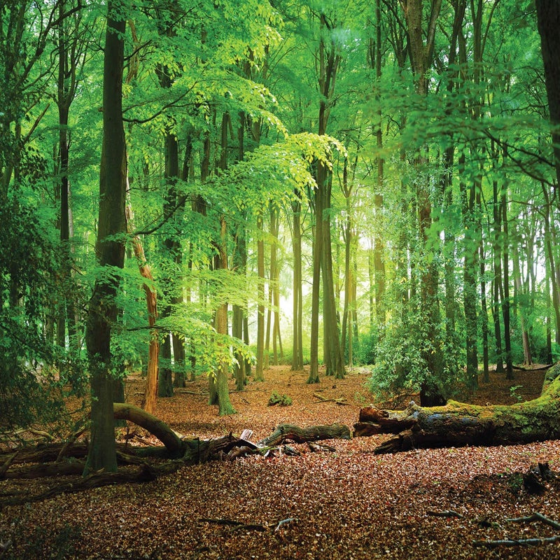 SJOLOON 10X10ft Spring Green Forest Thin Vinyl Photo Backdrops Camping Themed Baby Shower Photography Background Studio Props 10516 - Image 1